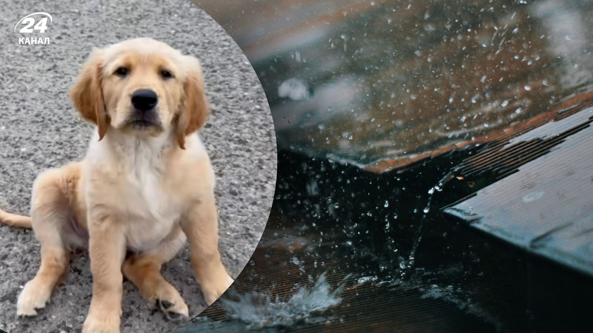 Щенятко Генрієтта вперше побачило дощ