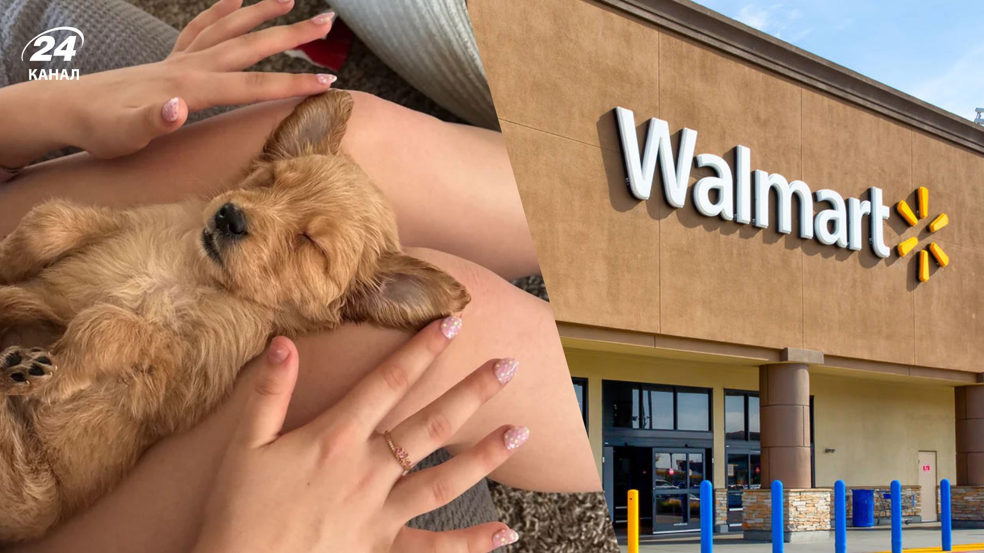 Жінка прихистила цуцеця, яке побачила на парковці біля магазину