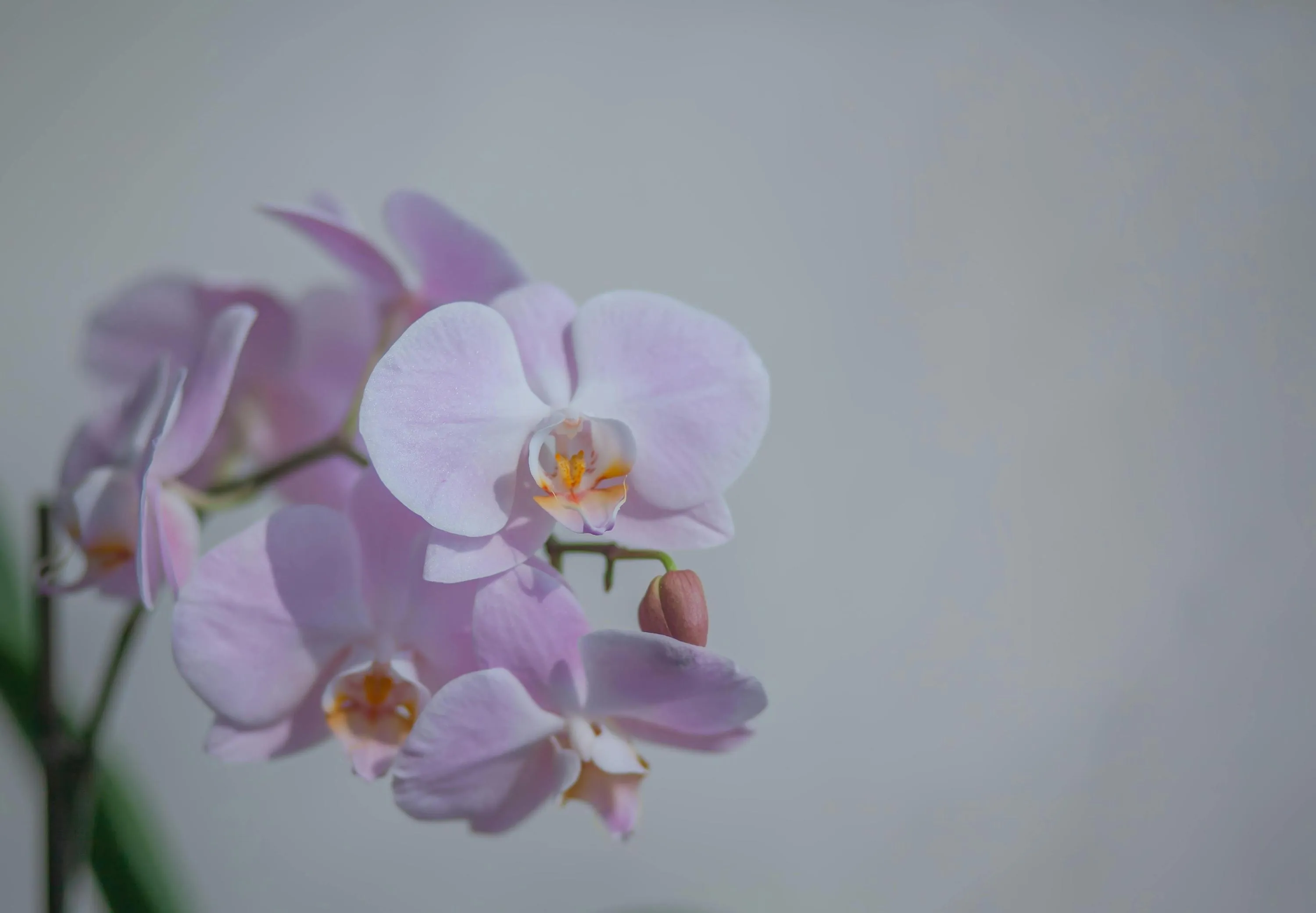 Перекис водню покращить цвітіння орхідей / Фото Pexels