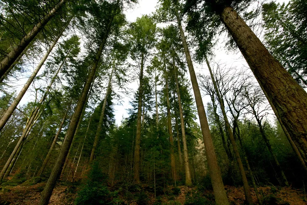 Big Tree Country / фото Nationl Trust for Scotland
