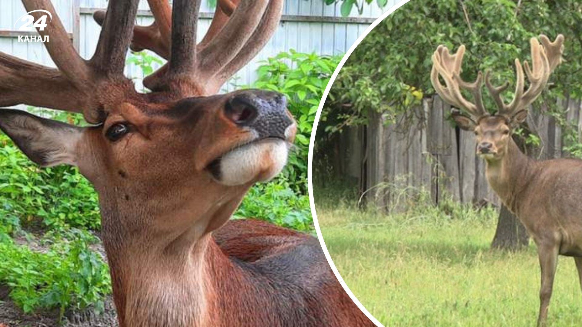 У Рівненській області знайшли пораненого оленя Бориса після кількох тижнів пошуків - 24 Канал