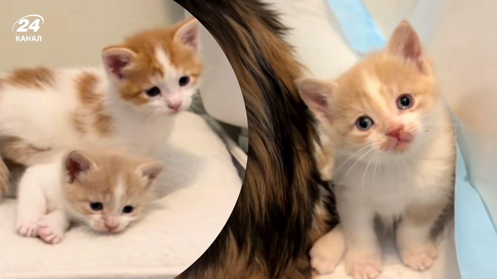 Кошеня виросло не таким, як сподівалися