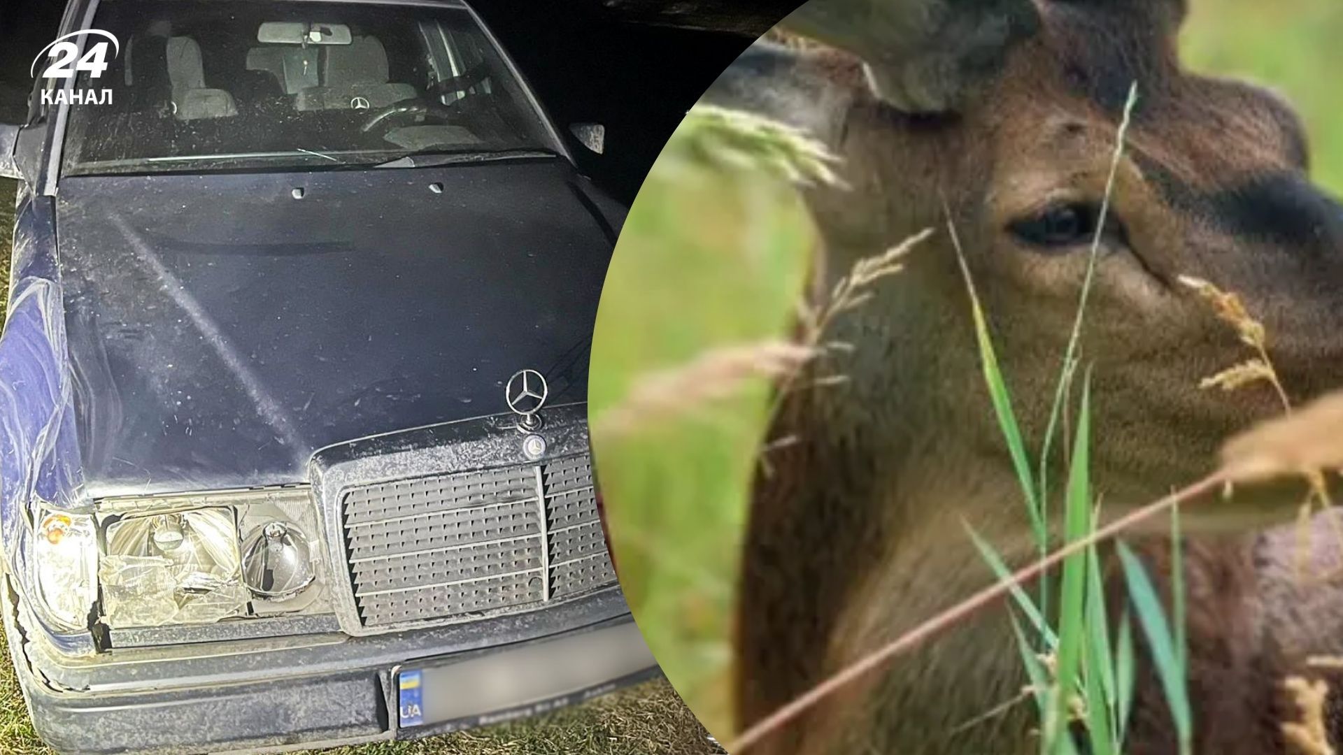 Суд покарав водійку за наїзд на оленя Бориса Суд покарав водійку за наїзд на оленя Бориса