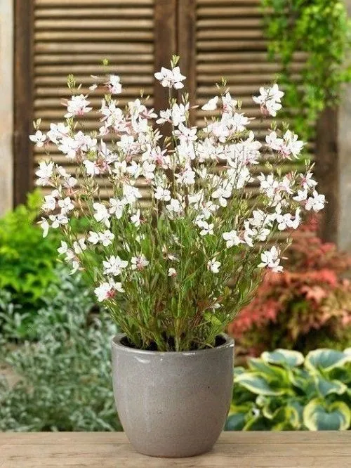 Красива рослина гаура / Фото Pinterest Красива рослина гаура / Фото Pinterest