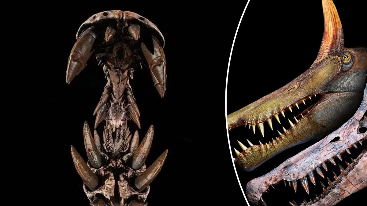 Новий вид динозавра – у пустелі Сахара знайшли рештки Спінозавра