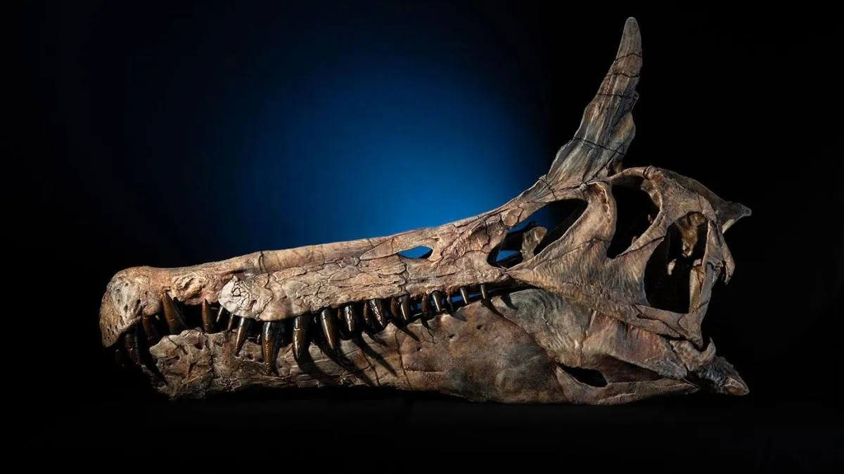 Реконструкція черепа Spinosaurus mirabilis з гребенем Реконструкція черепа Spinosaurus mirabilis з гребенем