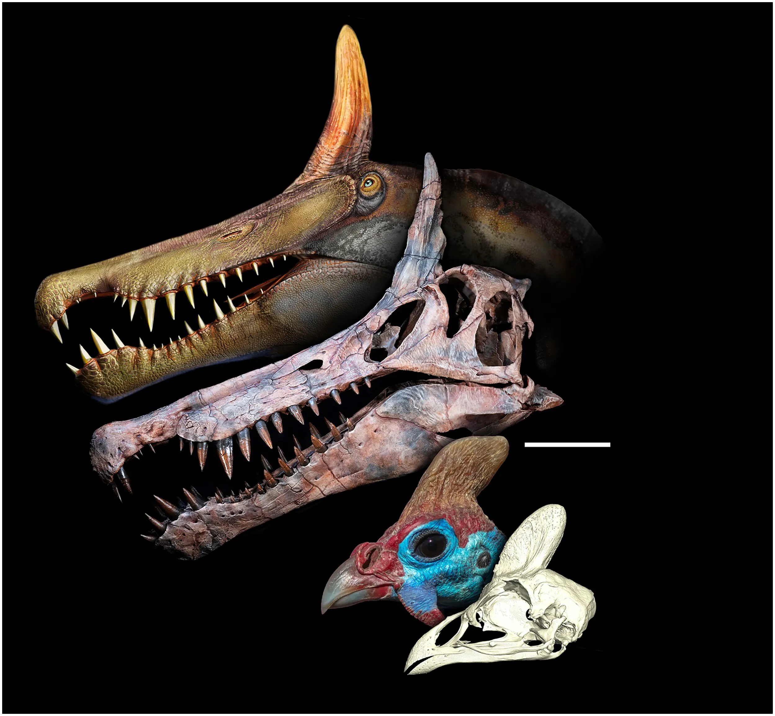 Порівняння Spinosaurus mirabilis та сучасної шоломоподібної цесарки Порівняння Spinosaurus mirabilis та сучасної шоломоподібної цесарки