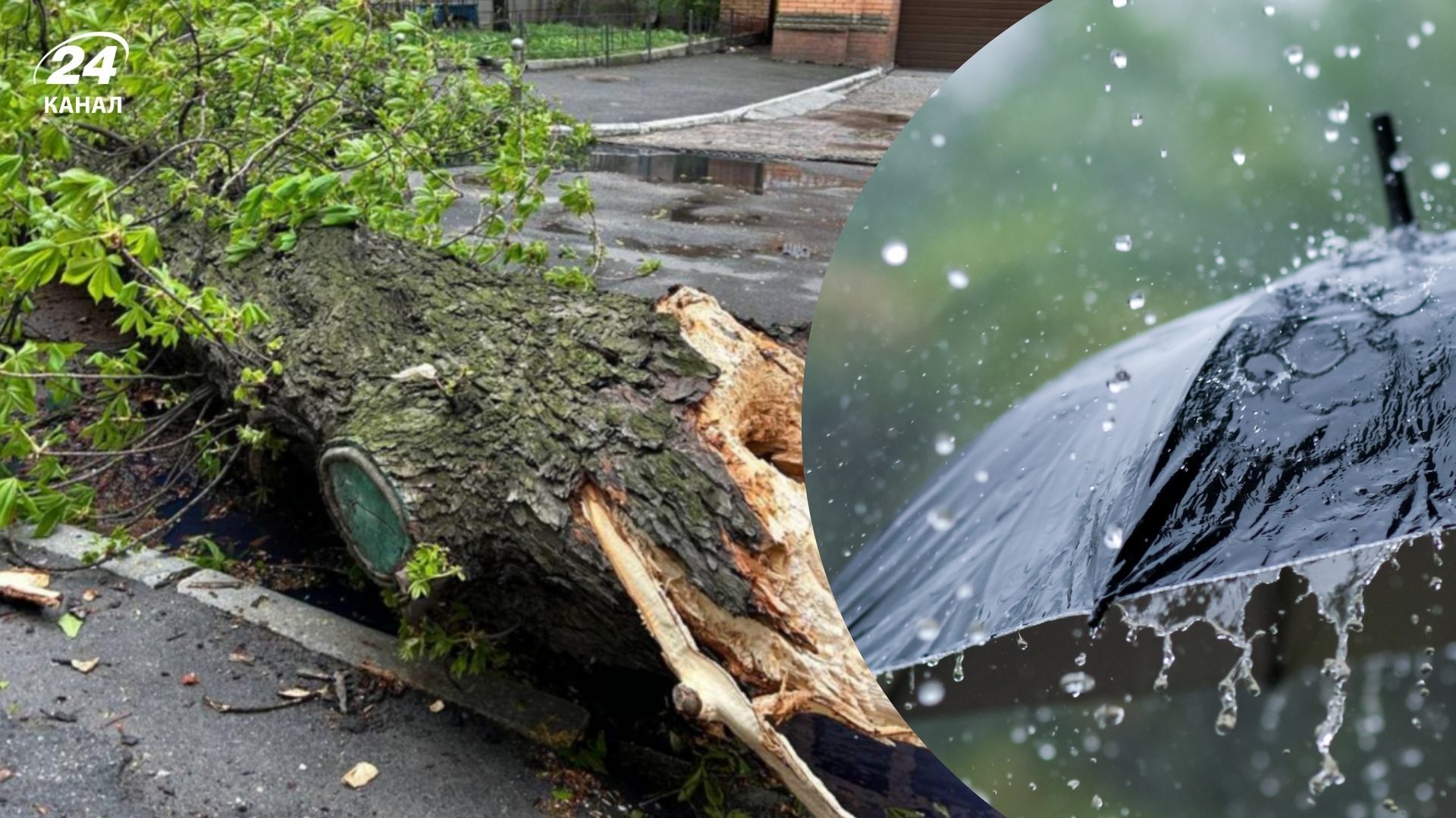 В Киеве из-за непогоды упал 150-летний каштан В Киеве из-за непогоды упал 150-летний каштан