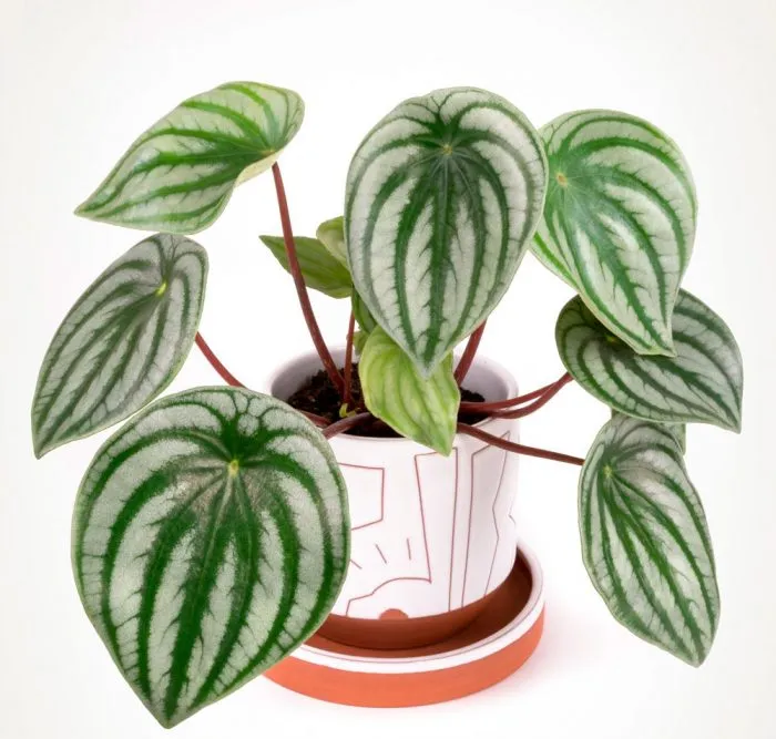 Рослини для маленьких квартир / Фото Pinterest