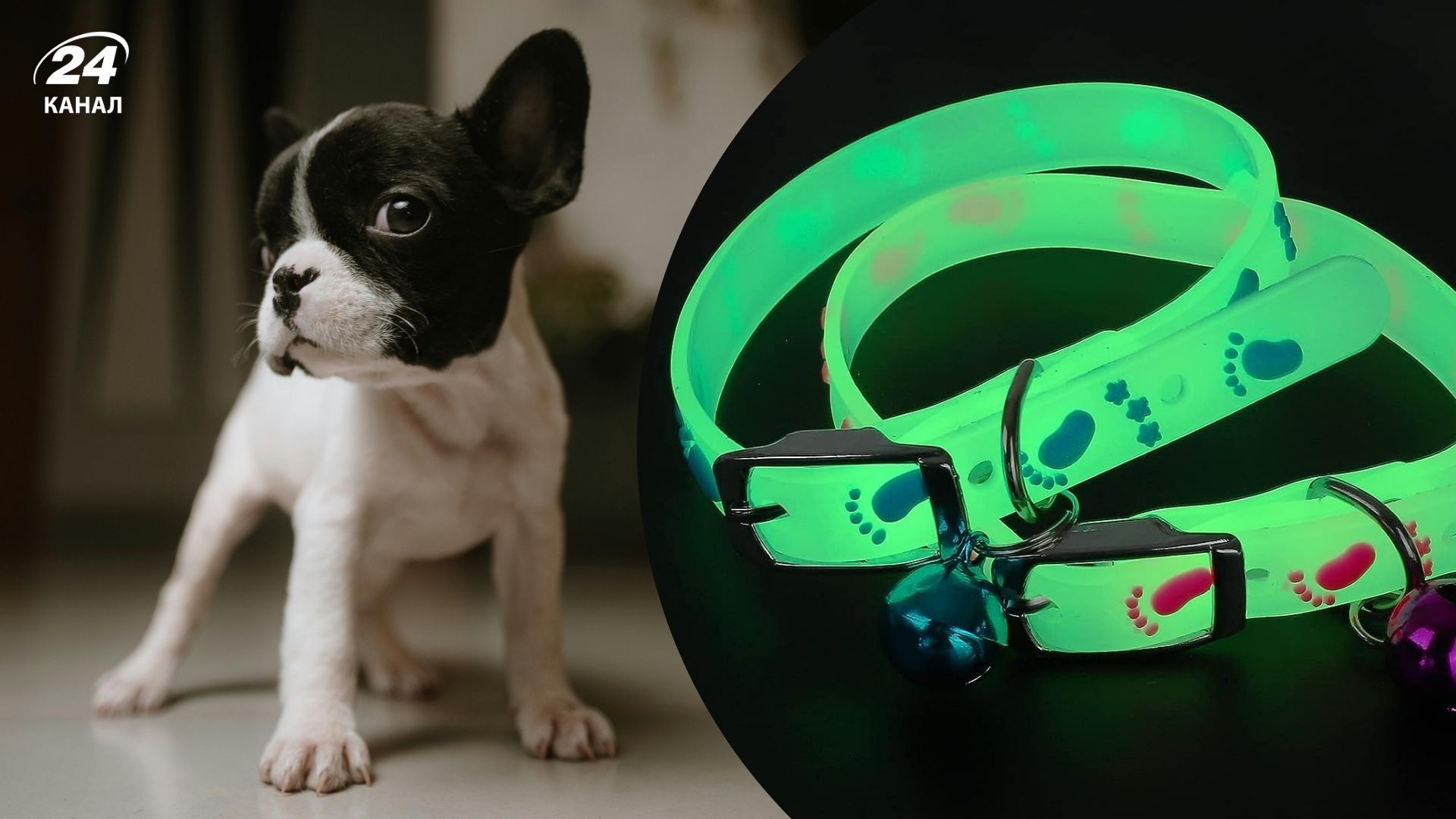 Чому собакам потрібні світловідбивні нашийники