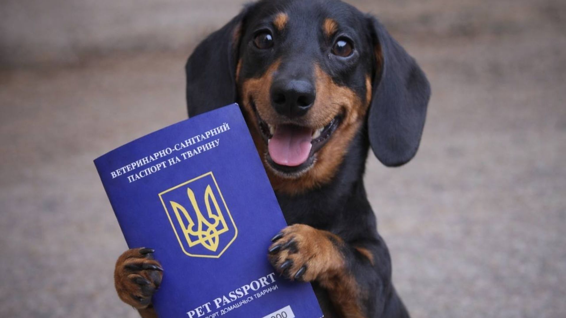 У КМДА назвали переваги реєстрації тварин