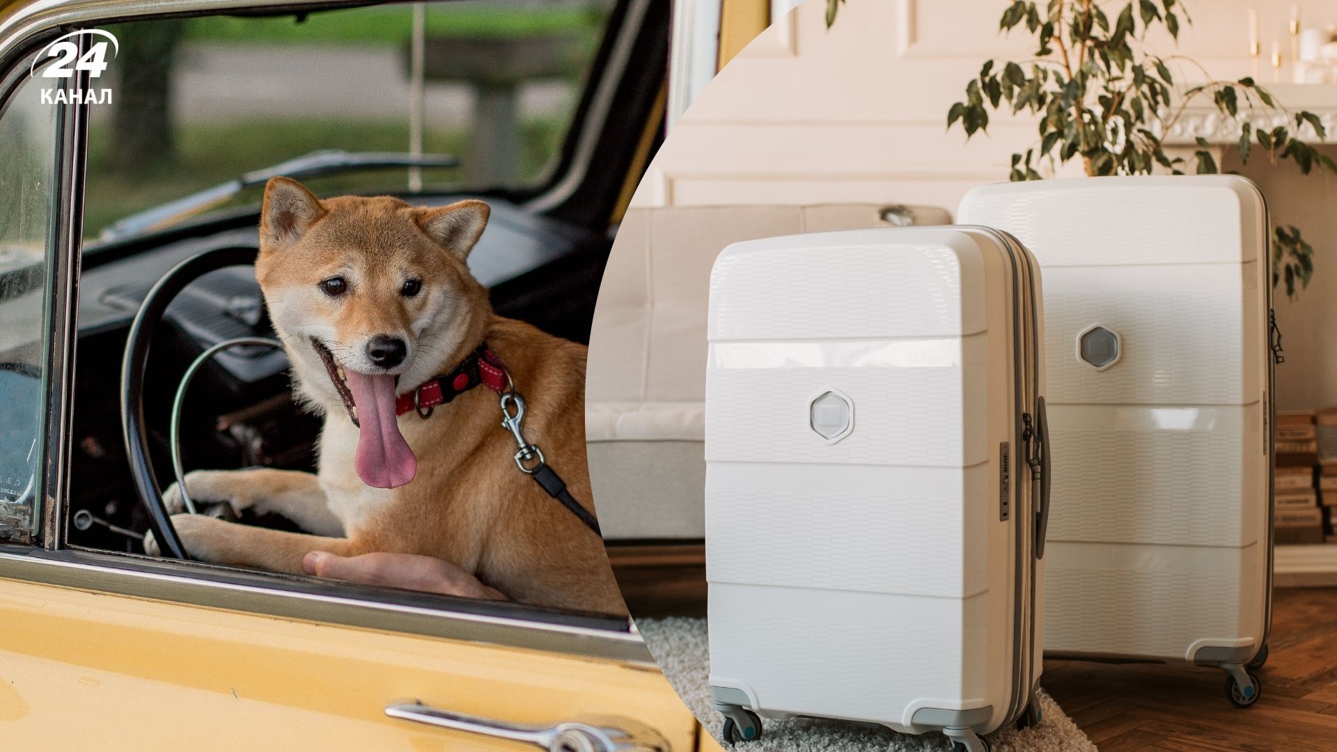 Як правильно вивезти тварину за кордон