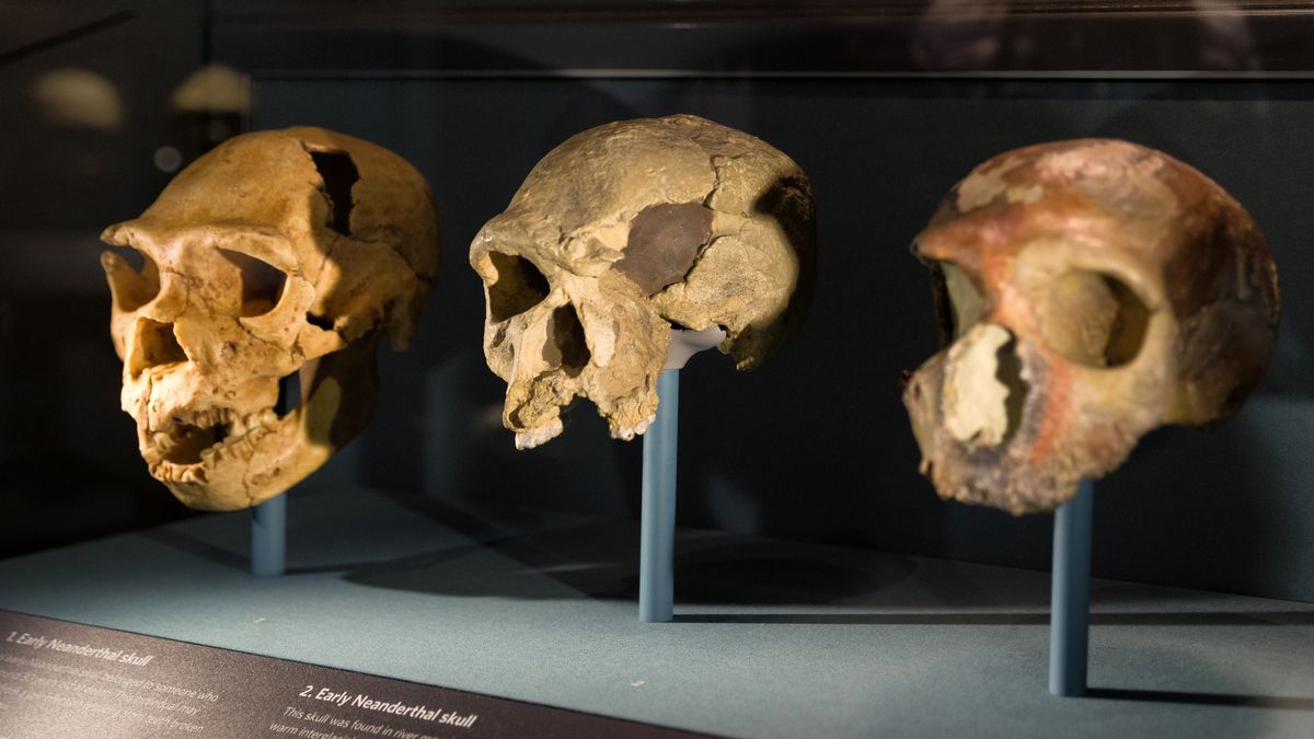 Розумові здібності неандертальців були ідентичними до сучасних людей