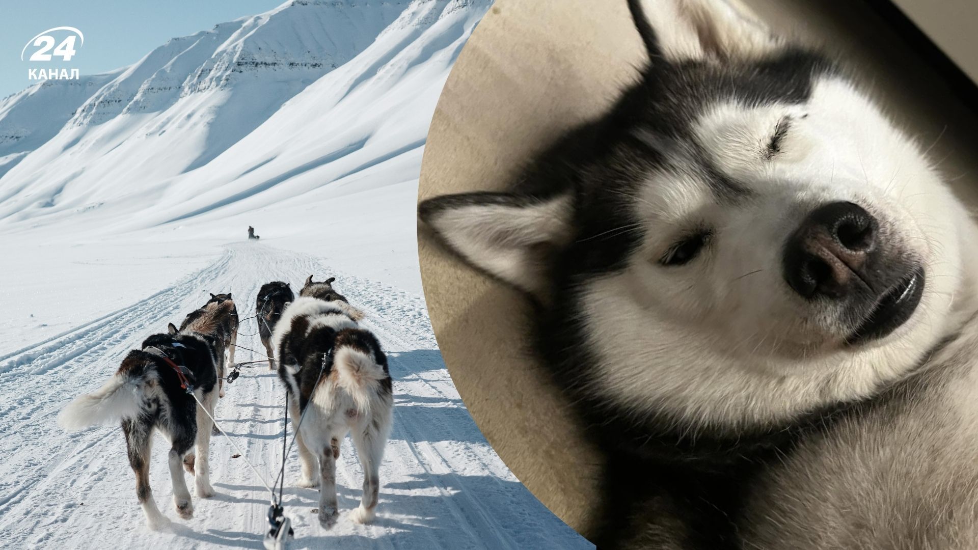 "Її предки тягнули сані по 200 кілометрів у день": у Threads показали, як тепер виглядають хаскі - Pets