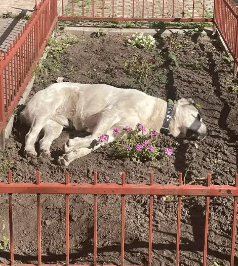 Собака на клумбі