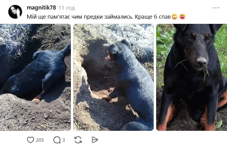 Собака копає яму