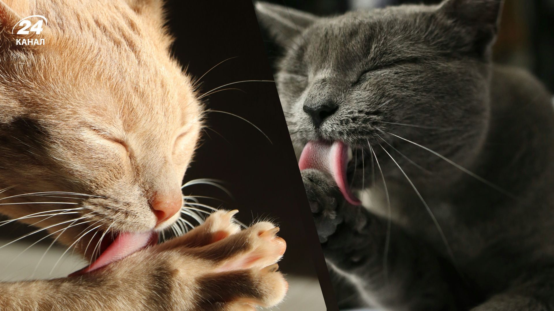 Почему коты вылизывают себя Почему коты вылизывают себя