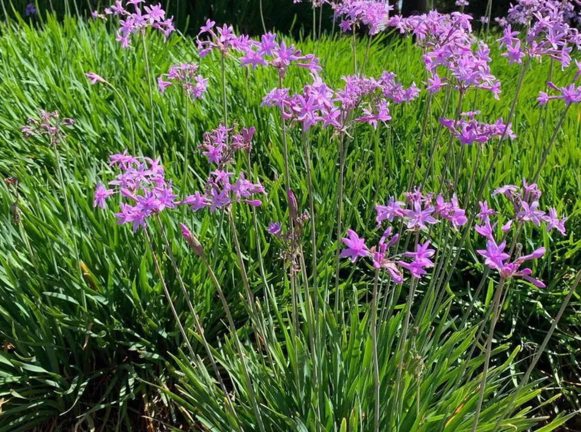 Тульбагия отпугивает вредителей / Фото Pexels