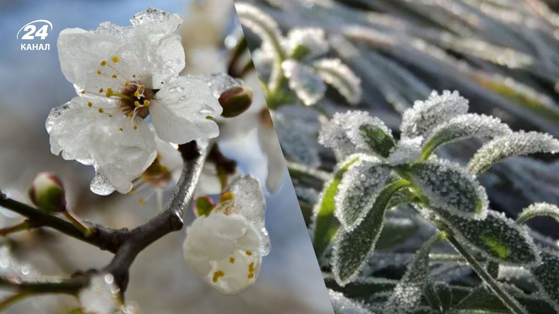 Заморозки в Україні