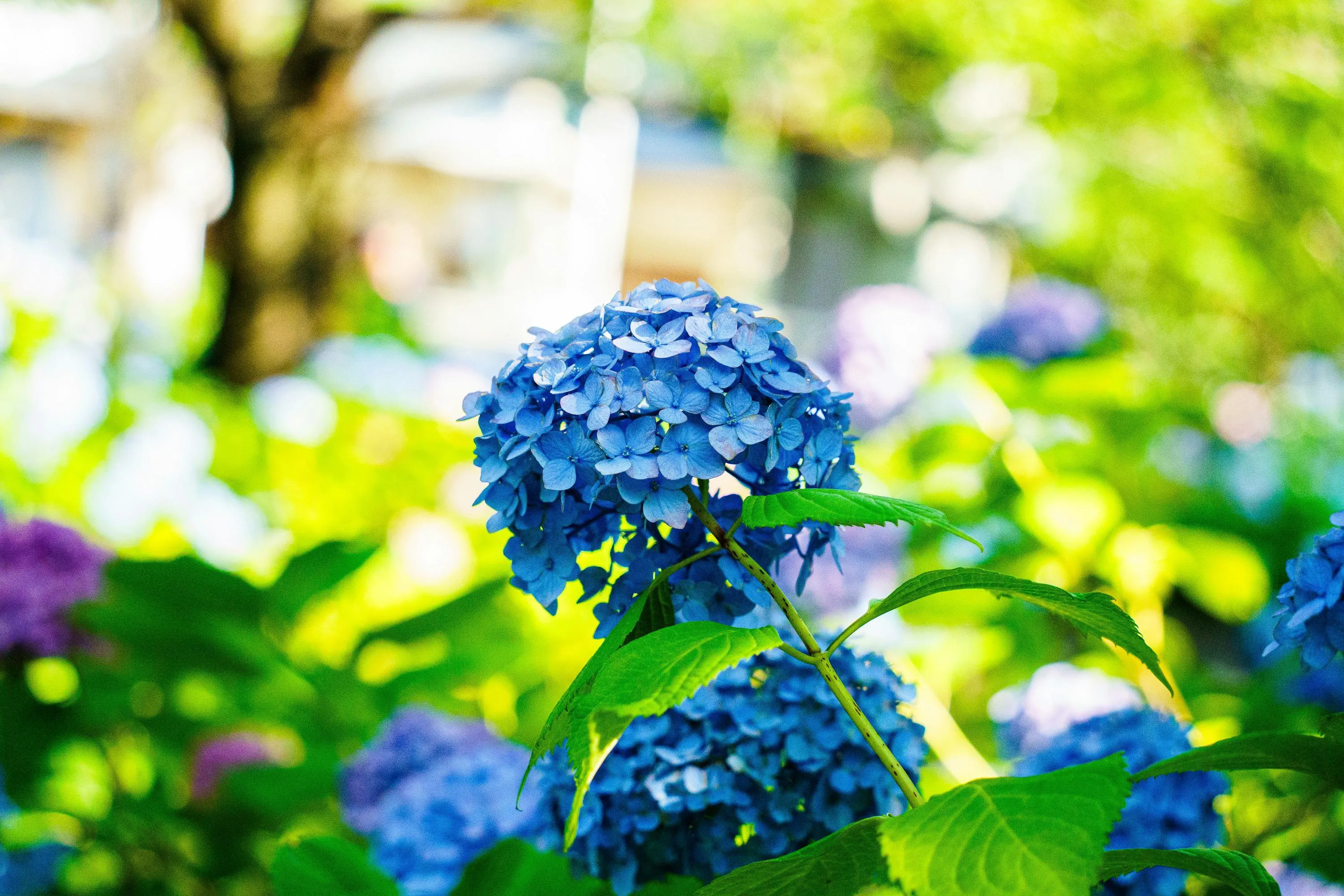 Горнезии любят подпитку кофейной гущей / Фото Unsplash