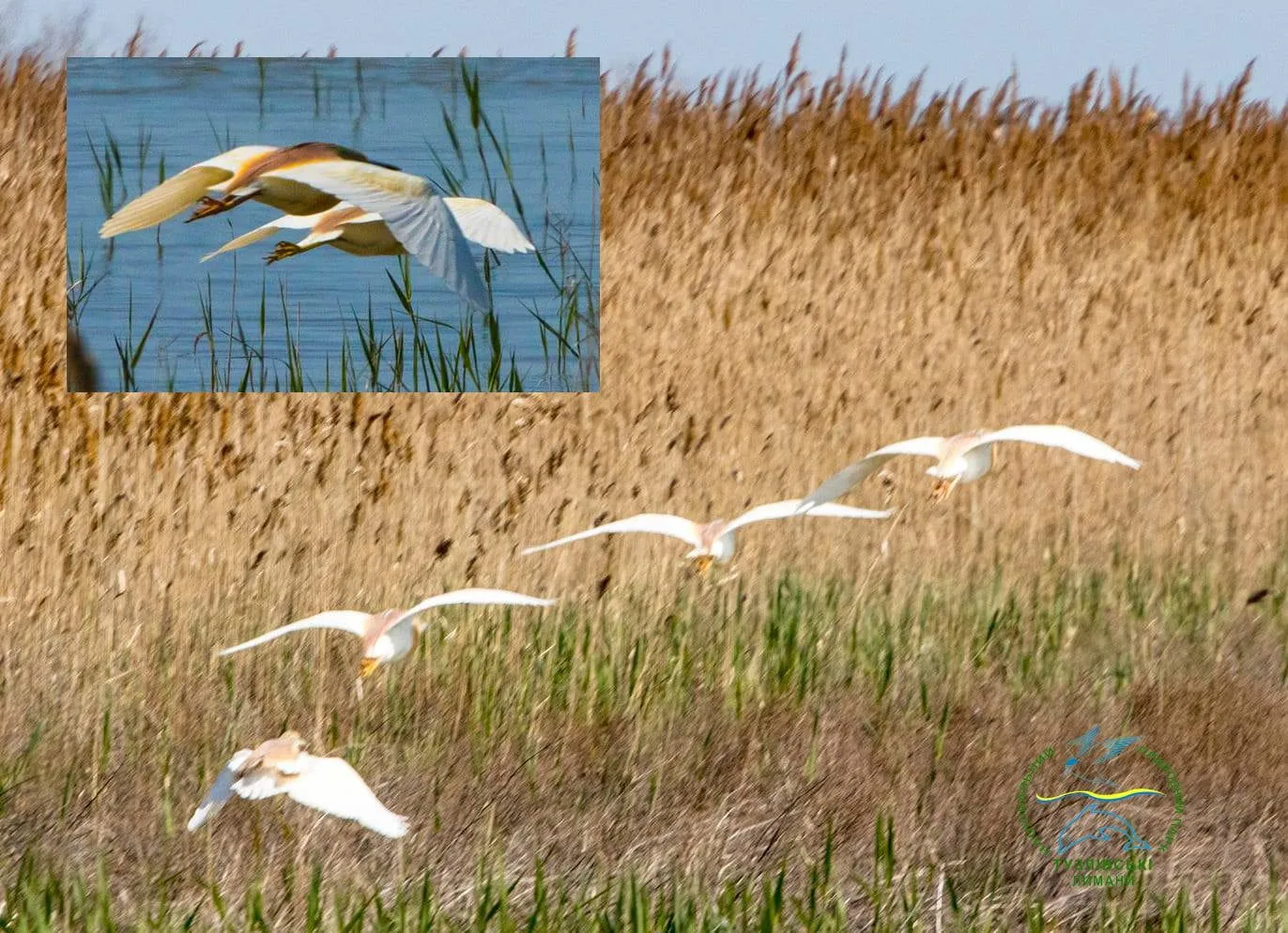Желтая цапля птицы Украины Тузловские лиманы Иван Русев
