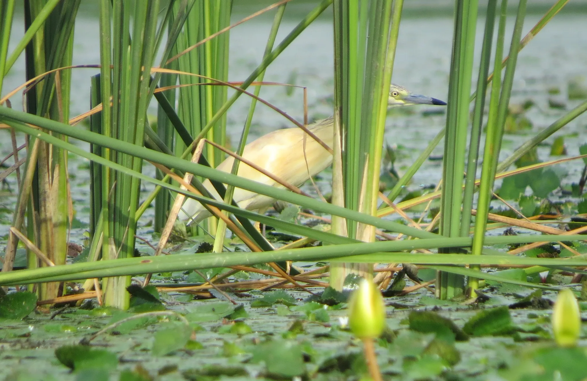 Жова цапля птицы Украины чем особенная желтая цапля