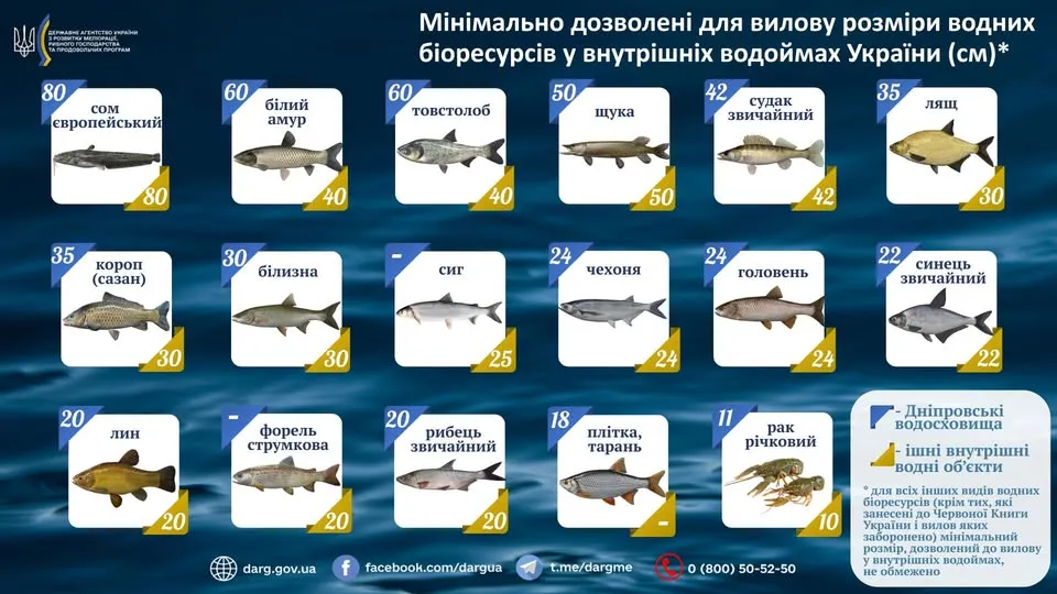 Яку рибу не можна ловити в Україні, список 2026 - мінімальні розміри риб для ловлі