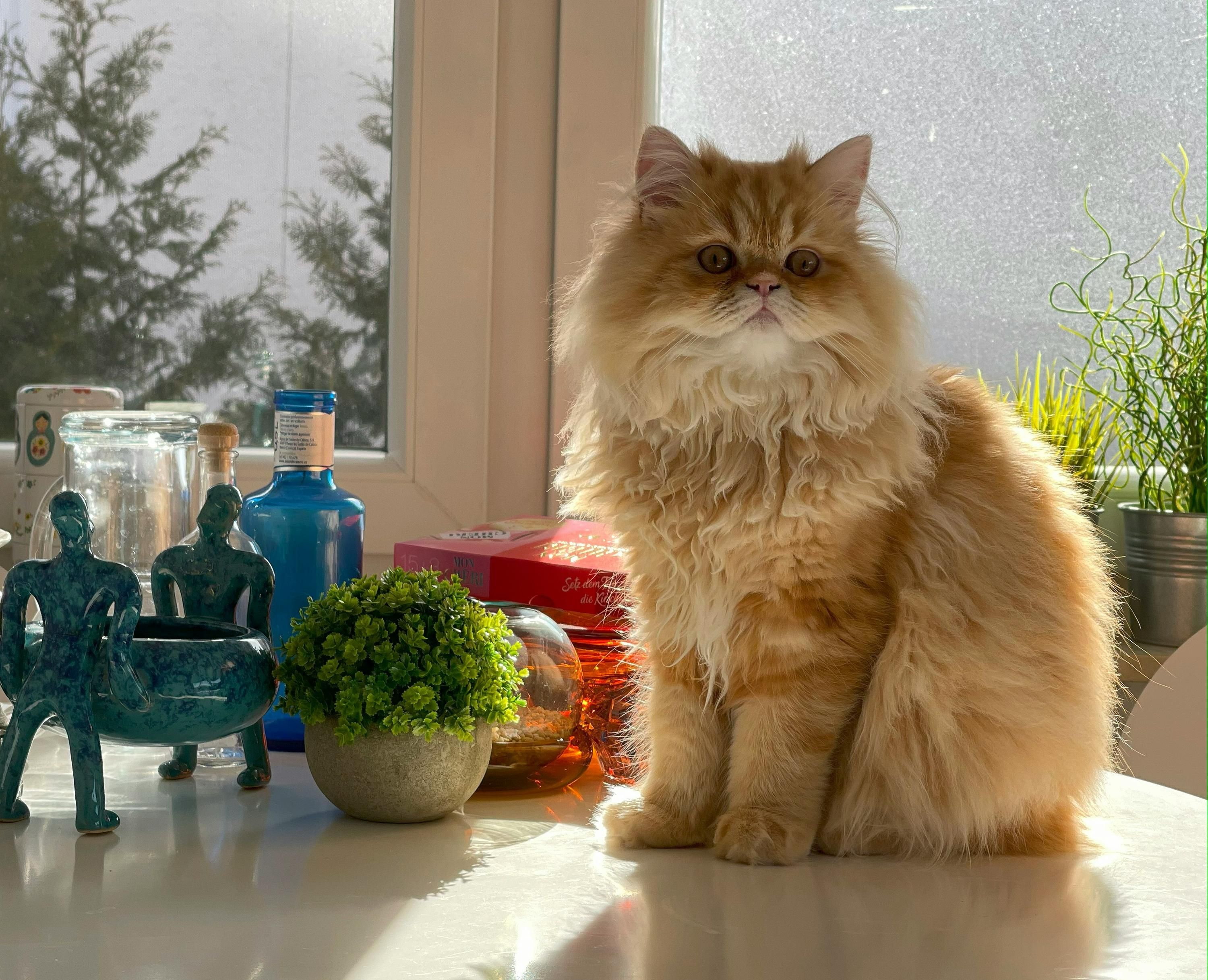Чому коти скидають речі з поверхонь Чому коти скидають речі з поверхонь