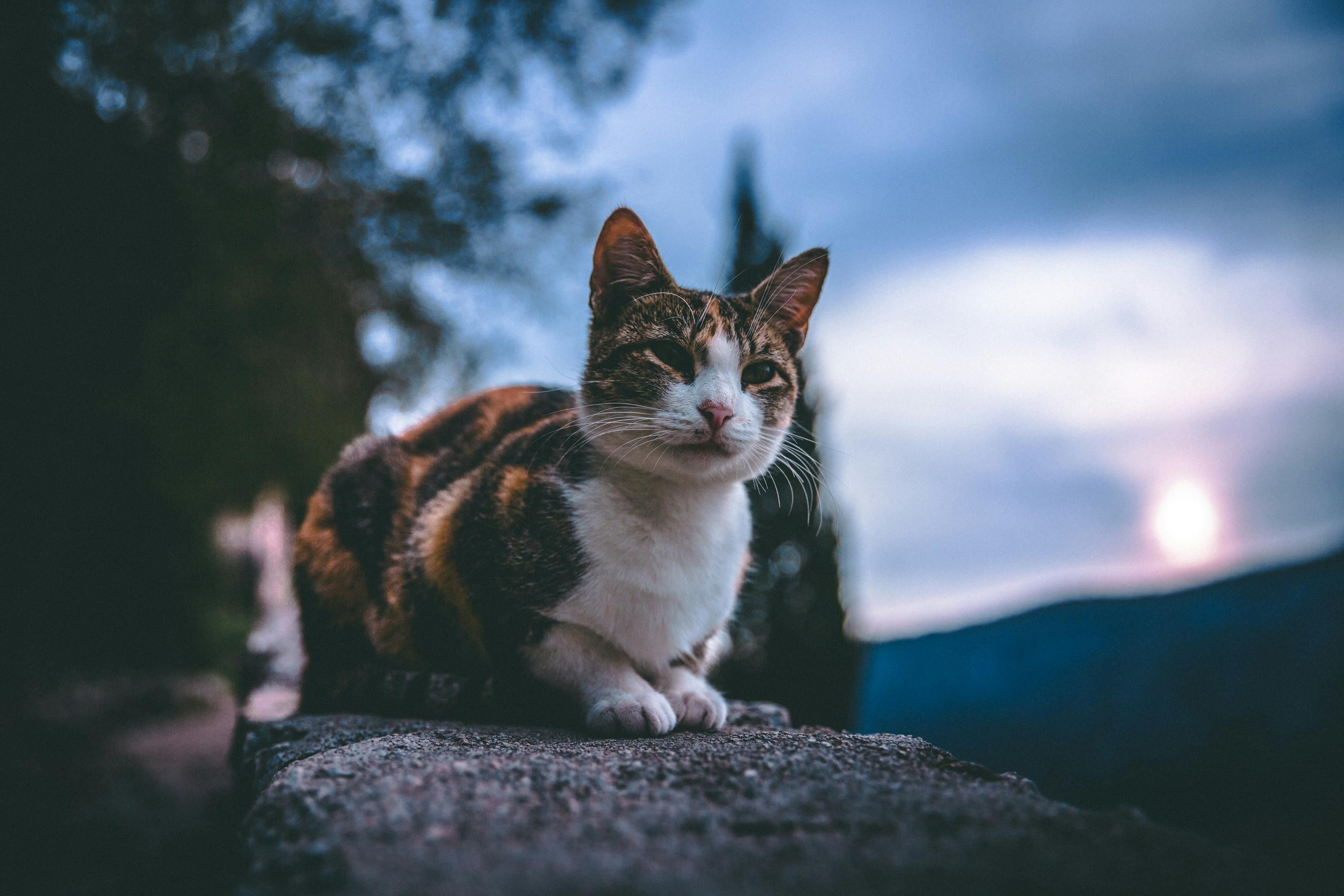 Ночное поведение кошек Ночное поведение кошек