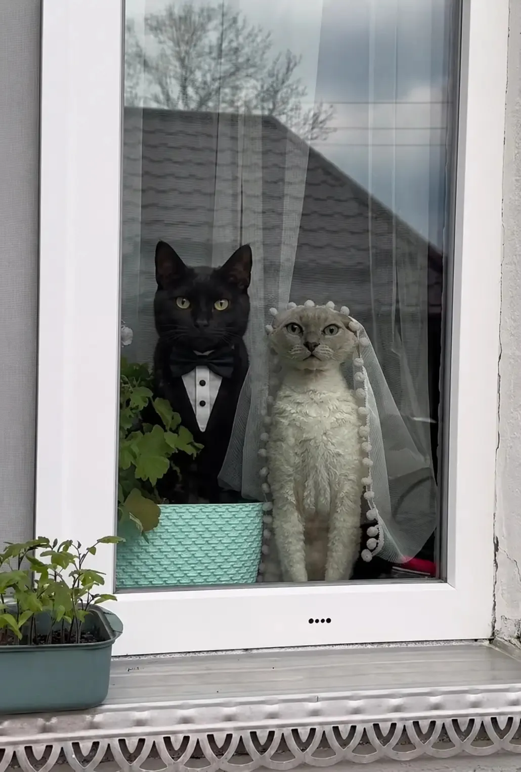 Смішні котики