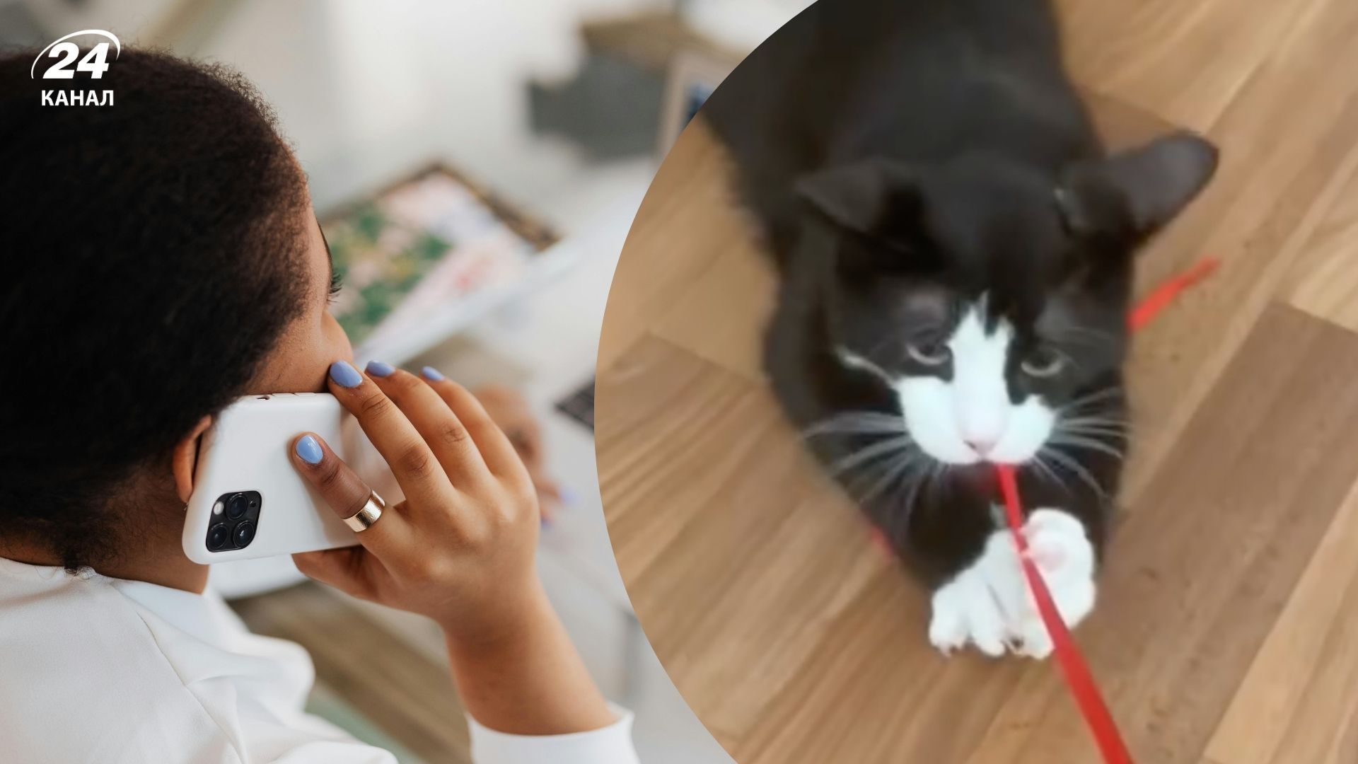Котенок, которого спасли с улицы