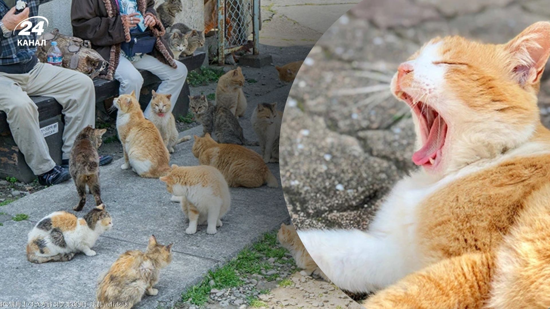 Кошачий остров Аошима Кошачий остров Аошима
