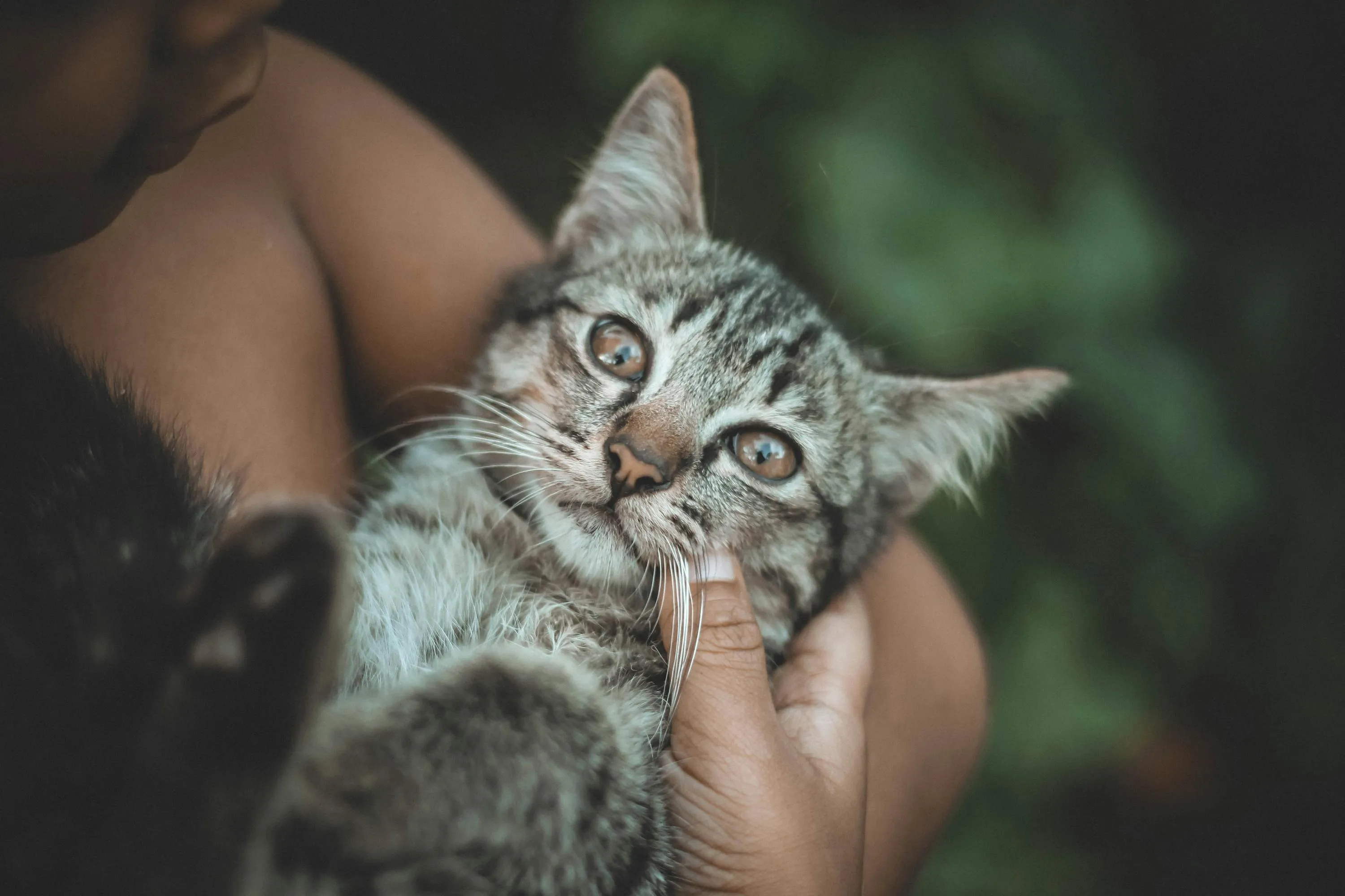 кот на руках