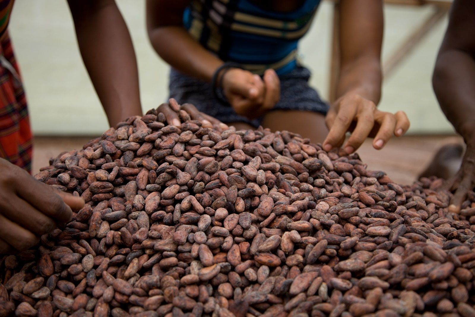 Финансирование какао-ферм Финансирование какао-ферм