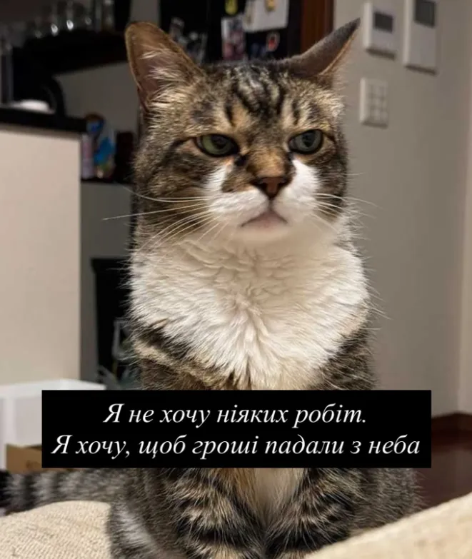 Меми про котів та життя