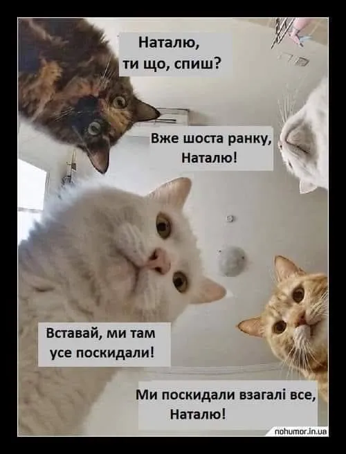 Картинки з котами 