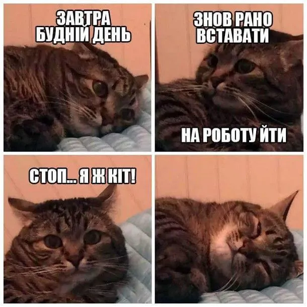Коти в мемах Коти в мемах