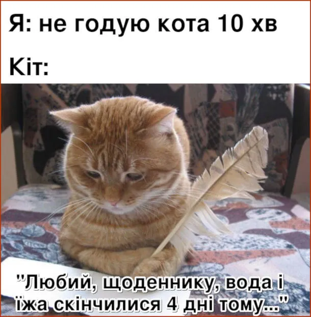 Мем про кота, що хоче їсти Мем про кота, що хоче їсти
