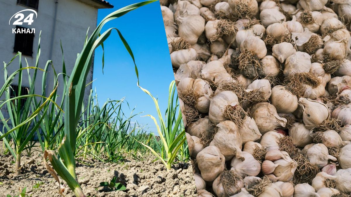 Деякі місця не підходять для посадки часнику
