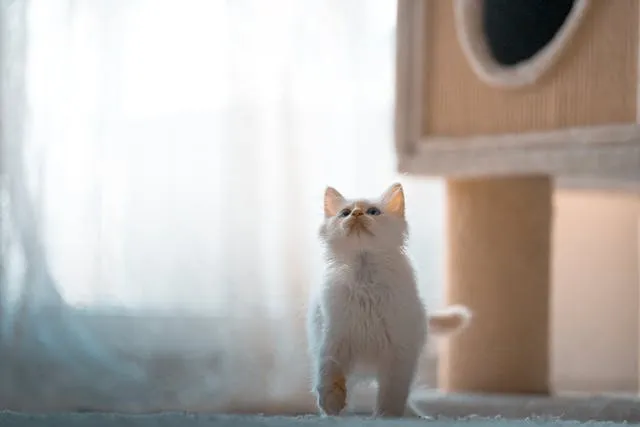 Кошеня на килимі