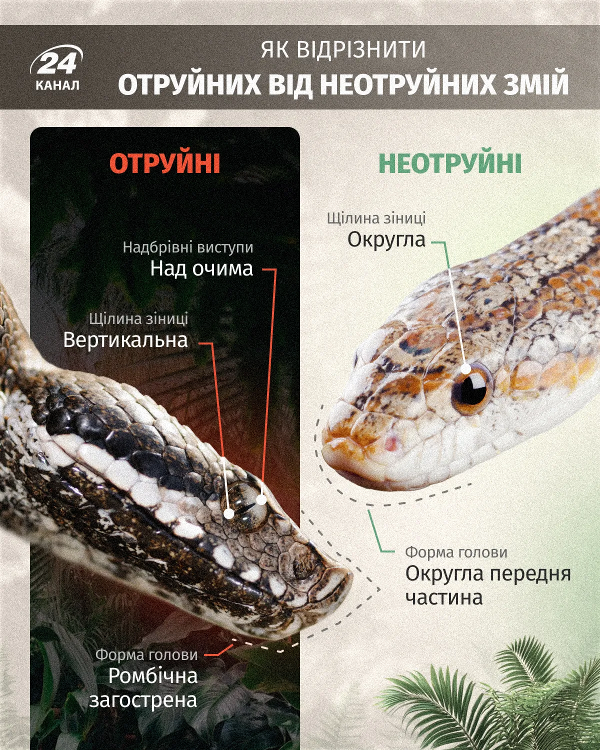 Как отличить ядовитую змею от неядовитой змеи Как отличить ядовитую змею от неядовитой змеи