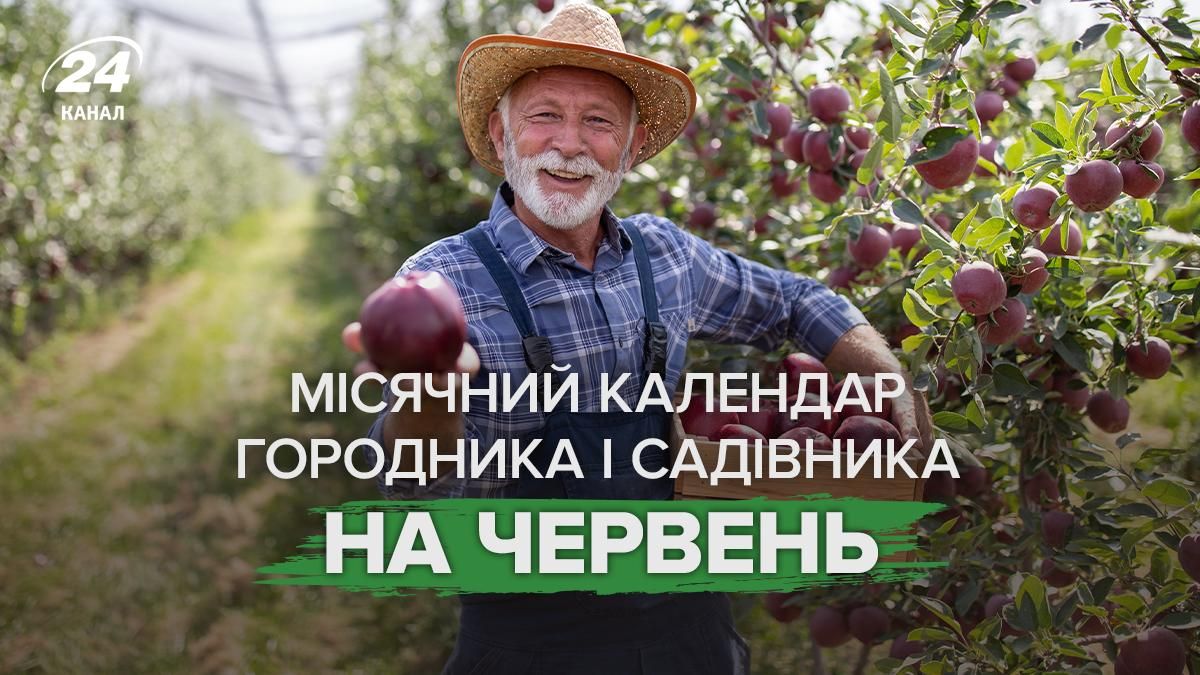 Лунный посевной календарь огородника на июнь 2026 - активные дни для роста Лунный посевной календарь огородника на июнь 2026 - активные дни для роста