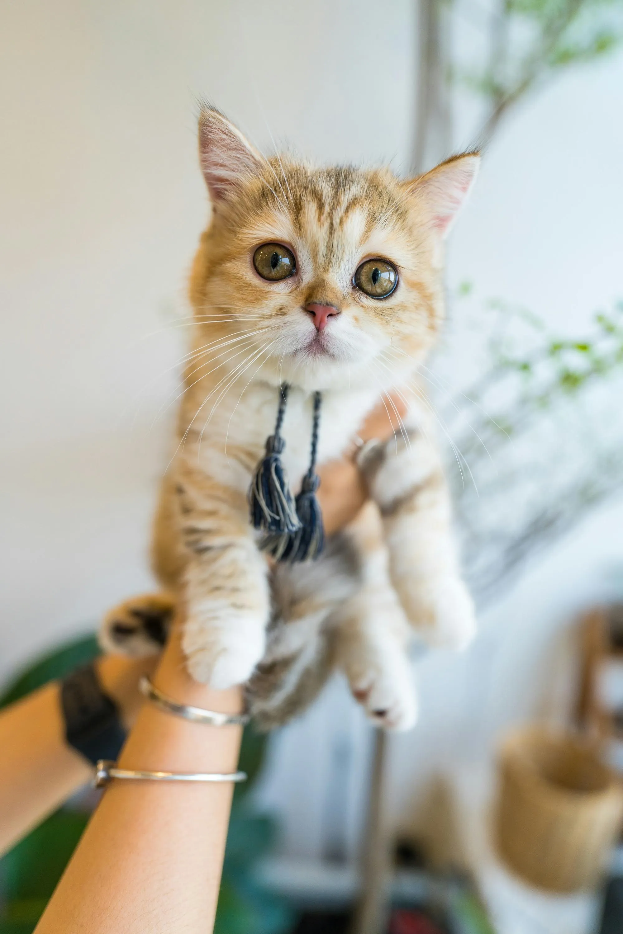 Как брать кота на руки