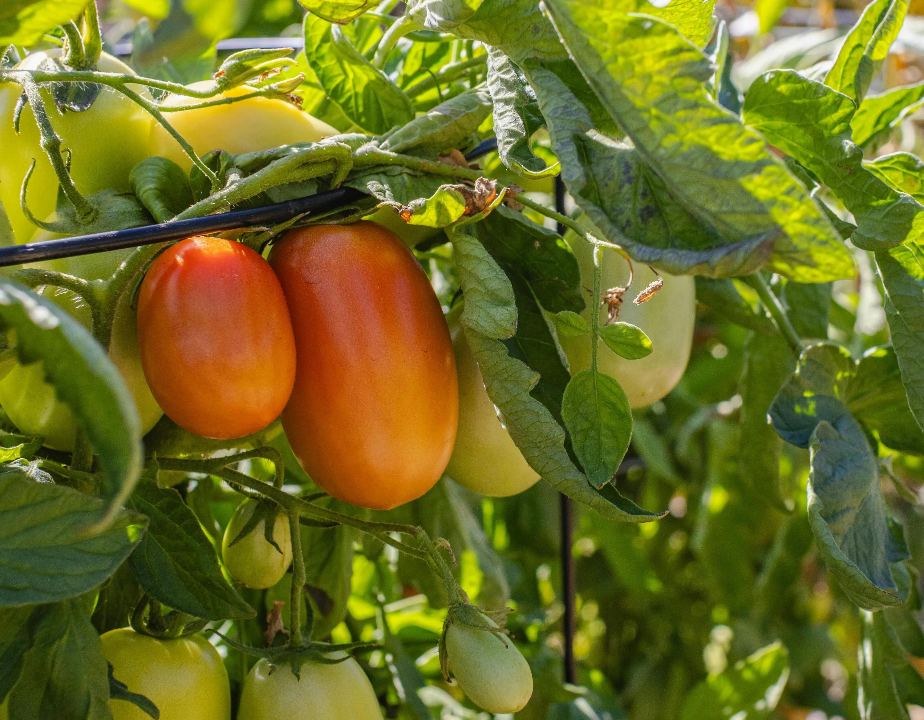 Посадка під кутом збільшує кількість плодів / Фото Pexels Посадка під кутом збільшує кількість плодів / Фото Pexels