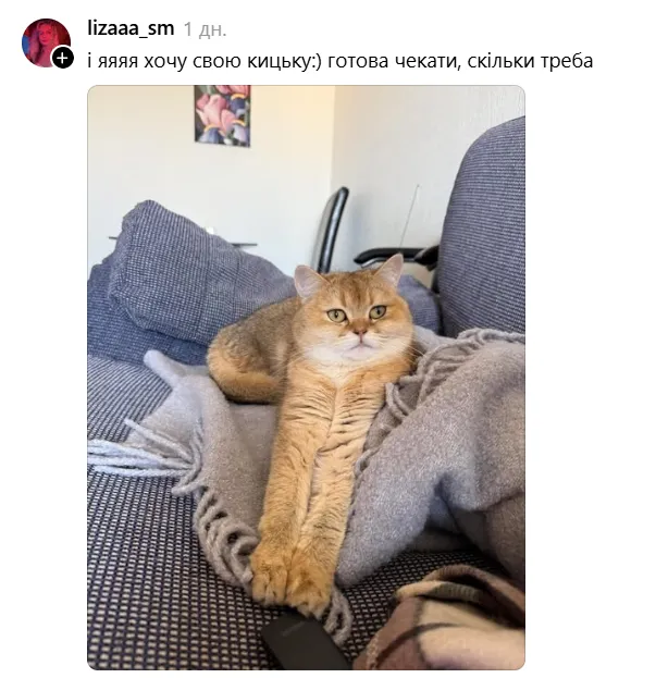 Рыжий породистый котик 