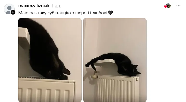 Черный кот в смешной позе Черный кот в смешной позе