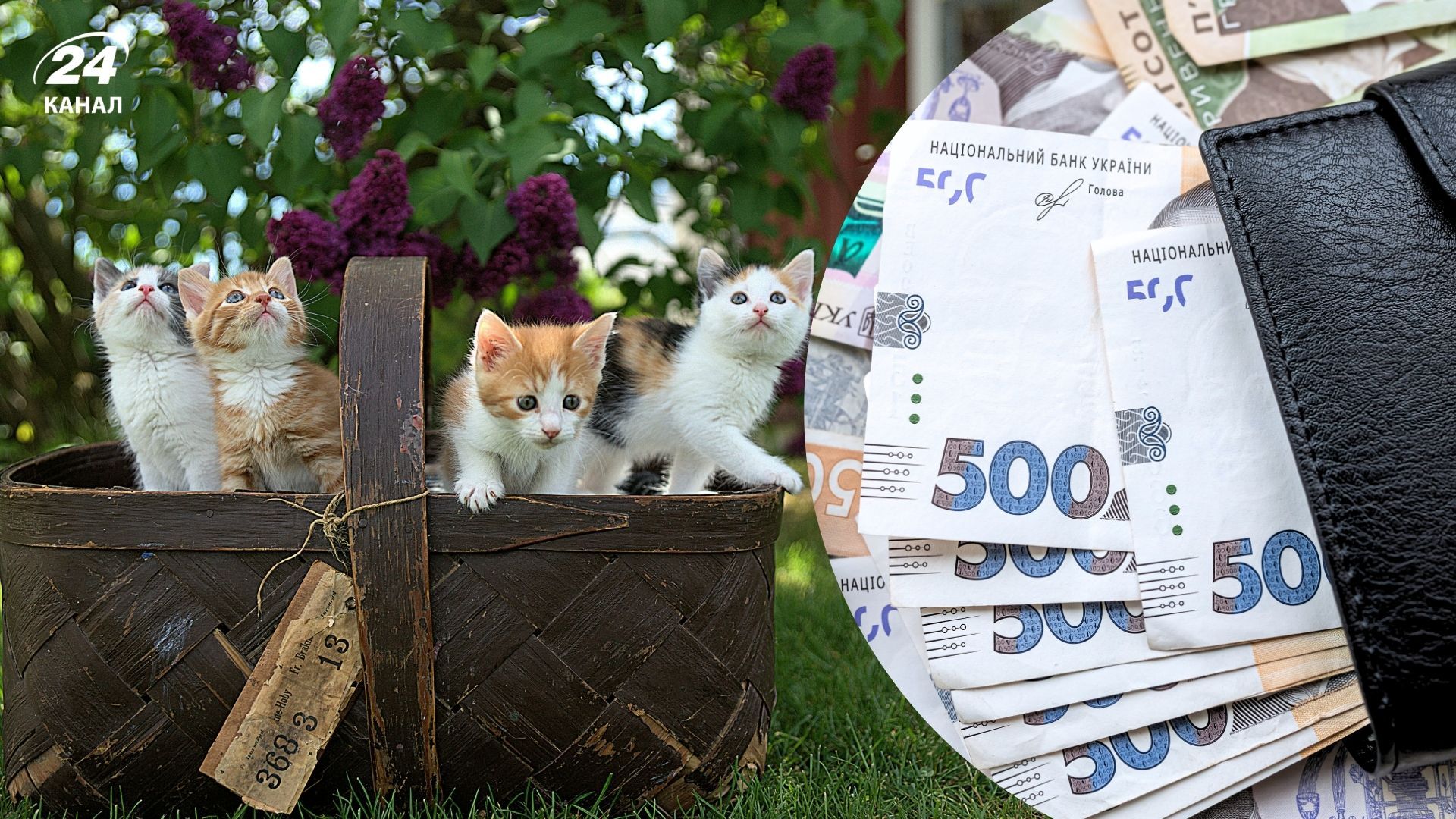Кошенята Кошенята