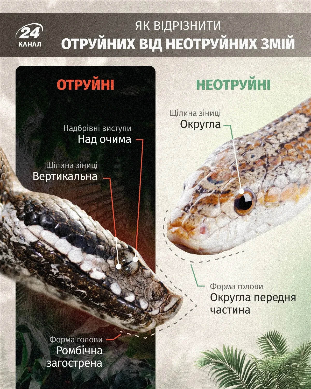 Как отличить ядовитую змею от неядовитой / Инфографика 24 Канала