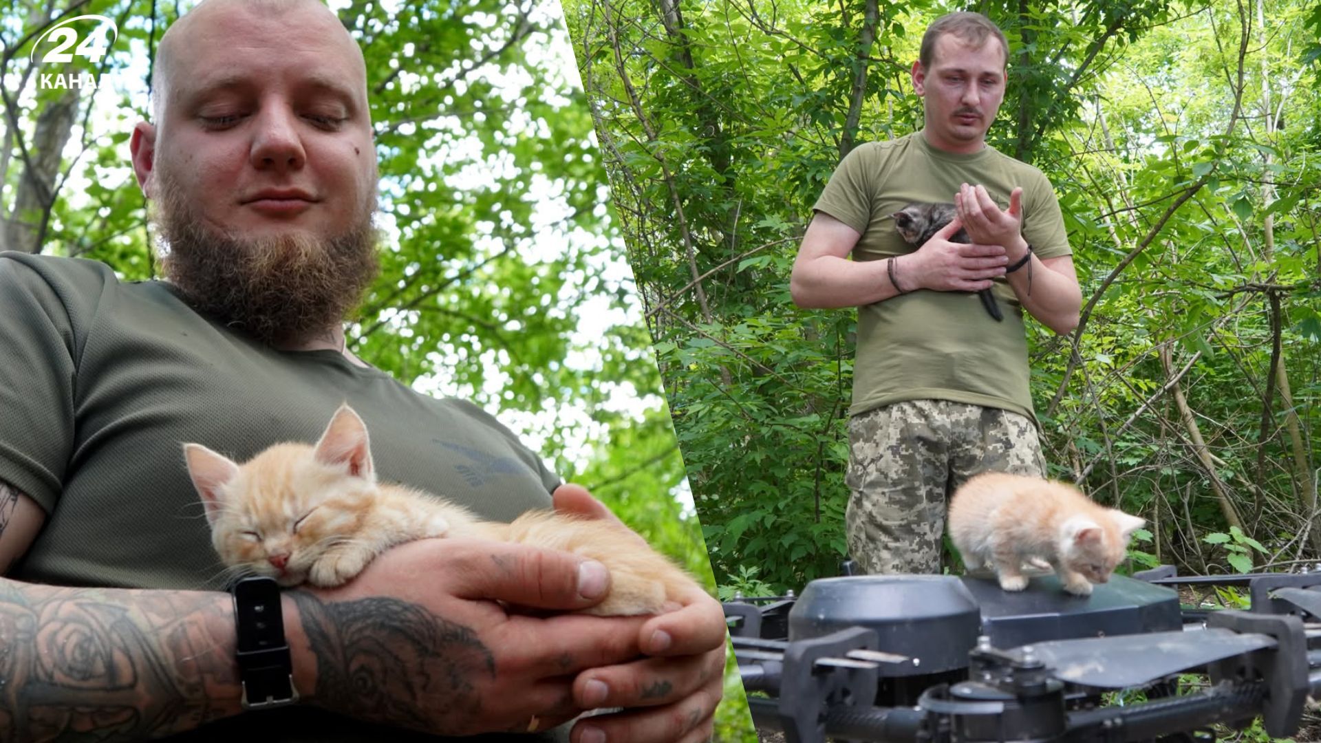 Коты на фронте Коты на фронте
