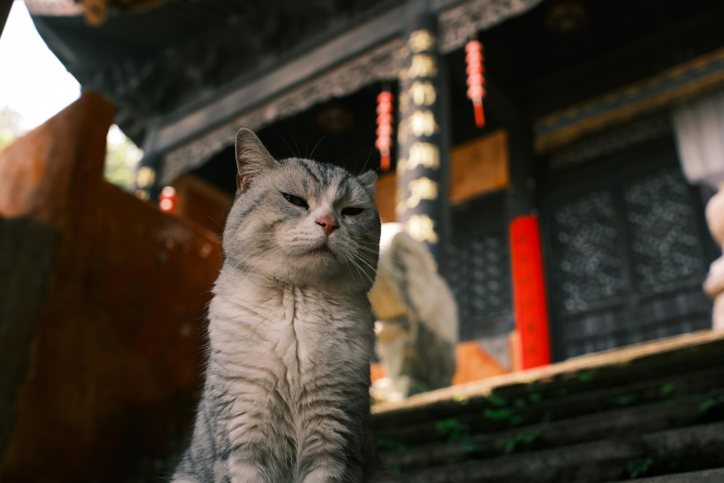 Кот в Японии